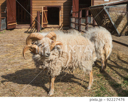 Portrait of male mini sheep or Ovis aries. Furry farm animal in paddock near barn. Animal husbandry. 92227476