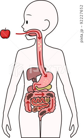 人間の消化器系のクリップアート