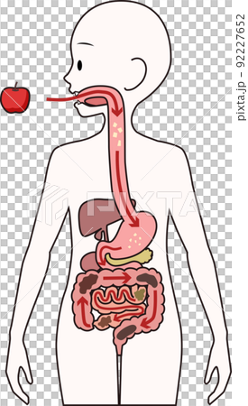Illustration of digestive organs that digest food and the process of becoming stool Illustration of digestive organs that digest food and the process of becoming stool 92227652