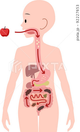 食べ物を消化する消化器官臓器と便になる過程のイラスト 92227653