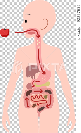 Illustration of digestive organs that digest food and the process of becoming stool 92227653