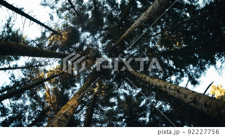 Forest with canopy of trees viewed from below 92227756