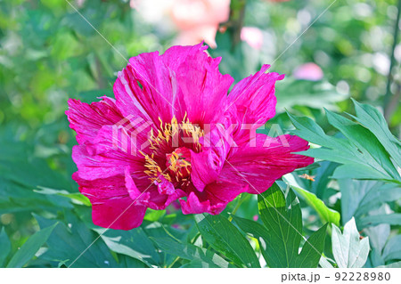 芍薬 92228980