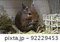 デグー 92229453