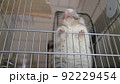デグー 92229454