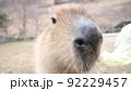 カピバラ 92229457