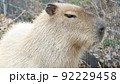 カピバラ 92229458