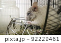 デグー 92229461