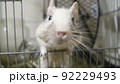 デグー 92229493