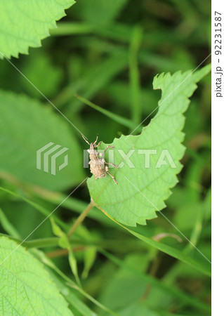 マメ科の植物の葉を食べているシロコブゾウムシ。背側上方から 92231587