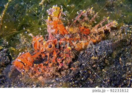 Devil Stinger, Lembeh, Indonesia Devil Stinger, Lembeh, Indonesia 92231612