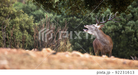 Red Deer, Monfrague National Park, Spain Red Deer, Monfrague National Park, Spain 92231613