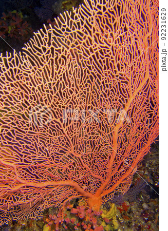 Gorgonian, Maldives 92231629