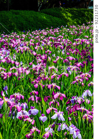 大村公園の花菖蒲【長崎県大村市】 92231730