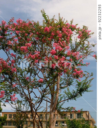 柔らかな日差しを浴びたサルスベリ(青空と百日紅の葉と花と蕾と実) 柔らかな日差しを浴びたサルスベリ(青空と百日紅の葉と花と蕾と実) 92232293