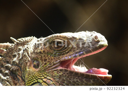 グリーンイグアナ220718am10:49-4 92232324