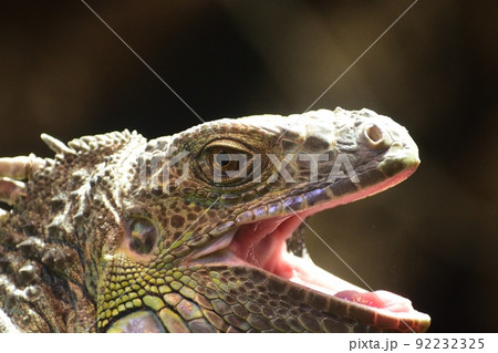 グリーンイグアナ220718am10:49-5 92232325