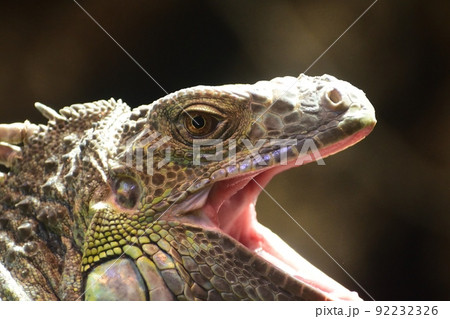 グリーンイグアナ220718am10:49-6 92232326