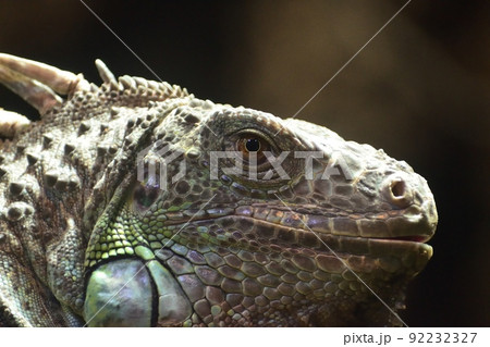 グリーンイグアナ220718am10:49 92232327