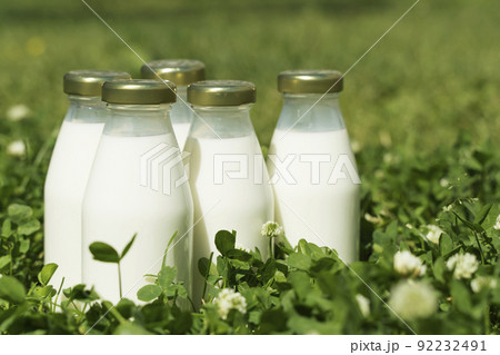 A bottle of fresh milk on a sunny summer farm meadow, grass, nature and plants. Mockup, eco food, dairy products concept. A bottle of fresh milk on a sunny summer farm meadow, grass, nature and plants. Mockup, eco food, dairy products concept. 92232491