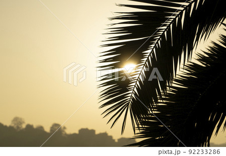 Palm leaves background. Tropical palm branch against the background of sunset and clear sky Palm leaves background. Tropical palm branch against the background of sunset and clear sky 92233286