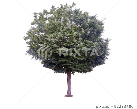 木 ヌキ 切り抜き 92233486