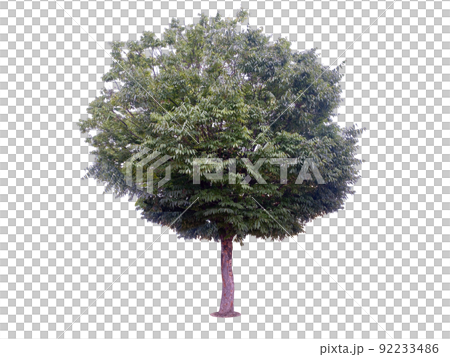 木 ヌキ 切り抜き 92233486