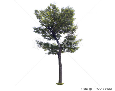 木 ヌキ 切り抜き 92233488