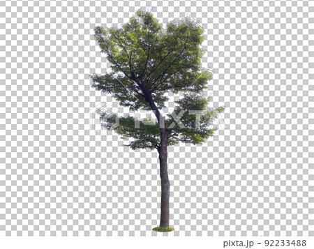 木頭，透明背景，地衣 92233488