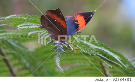 コノハチョウ 92234301