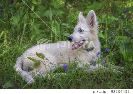 3 months old puppy of long haired white Belgian shepherd dog laying on the grass looking side with tongue out. 92234435