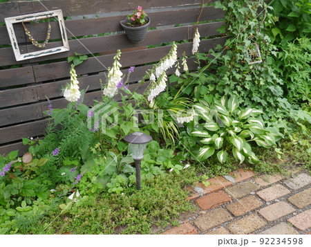 ギボウシやジギタリスが咲いた庭 ギボウシやジギタリスが咲いた庭 92234598