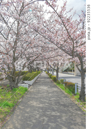 満開の桜並木 92235536