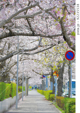 満開の桜並木 満開の桜並木 92235538