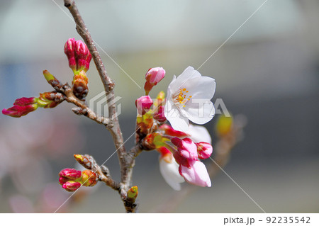 開花した桜と蕾 開花した桜と蕾 92235542