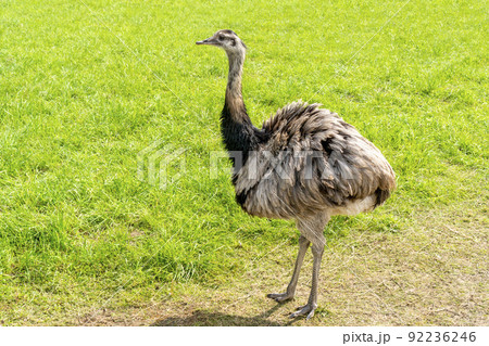 Emu (Dromaius novaehollandiae) in the meadow Emu (Dromaius novaehollandiae) in the meadow 92236246