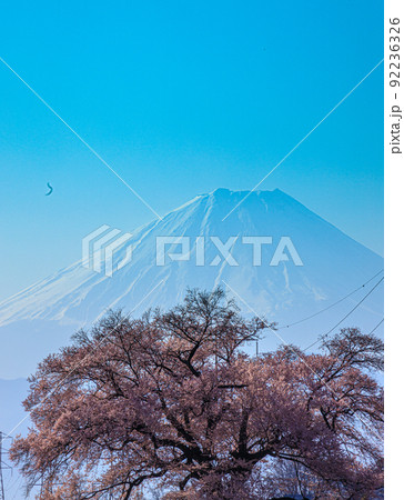 春の朝に満開のわに塚の桜と背景におぼろに映る富士山 92236326