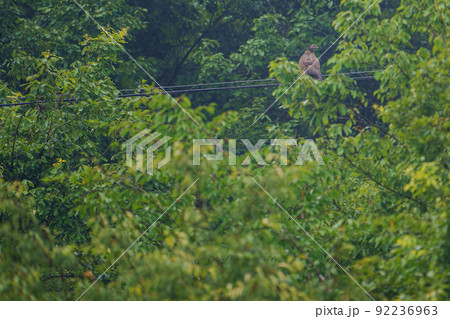 飛翔するハチクマ 92236963