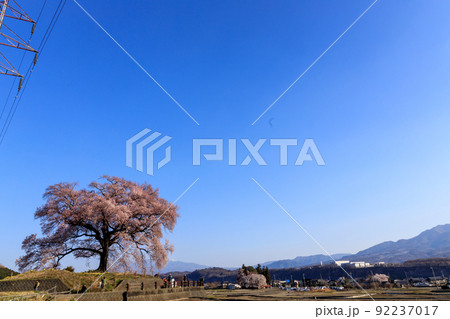 春の朝日に照らされてそびえる満開のわに塚の桜 春の朝日に照らされてそびえる満開のわに塚の桜 92237017