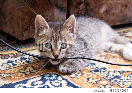 Gray kitten gnaws on the electric wire Gray kitten gnaws on the electric wire 92237042