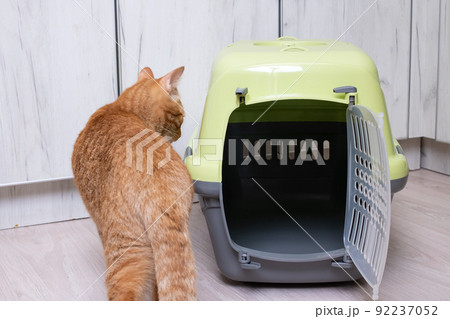Red cat inspects the plastic carrier closeup Red cat inspects the plastic carrier closeup 92237052