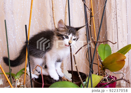 Gray kittens play with a potted flower 92237058