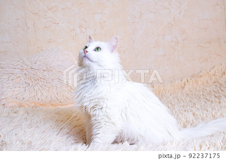 White fluffy cat sitting on the couch White fluffy cat sitting on the couch 92237175