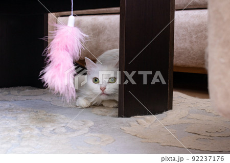 White fluffy cat playing with a toy White fluffy cat playing with a toy 92237176