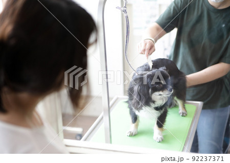 ガラス越しにトリミング中のロングコートチワワの様子を見る飼い主の女性(飼い主側の視点) ガラス越しにトリミング中のロングコートチワワの様子を見る飼い主の女性(飼い主側の視点) 92237371