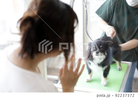 ガラス越しにトリミング中のロングコートチワワの様子を見る飼い主の女性(飼い主側の視点) ガラス越しにトリミング中のロングコートチワワの様子を見る飼い主の女性(飼い主側の視点) 92237372