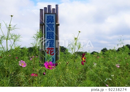 鼻高展望花の丘 コスモス祭り 秋 鼻高展望花の丘 コスモス祭り 秋 92238274