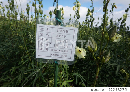 鼻高展望花の丘 トロロ葵 花オクラ コスモス祭り 秋 鼻高展望花の丘 トロロ葵 花オクラ コスモス祭り 秋 92238276