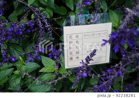 鼻高展望花の丘 ラベンダーセージ コスモス祭り 秋 鼻高展望花の丘 ラベンダーセージ コスモス祭り 秋 92238281
