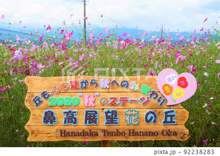 鼻高展望花の丘 コスモス祭り 秋 鼻高展望花の丘 コスモス祭り 秋 92238283